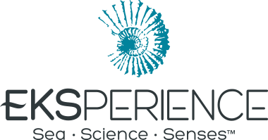 Eksperience logo